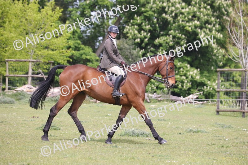 20260426-4454 - Class 34 - Best Riding Horse Over 14.2hh