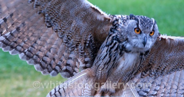 Eurasian Owl - Wildlife and Animals