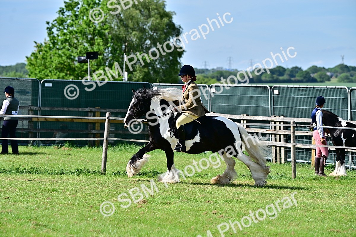 SBM_09328 - Class 63-65 - Traditional Gypsy Cobs In Hand & Ridden