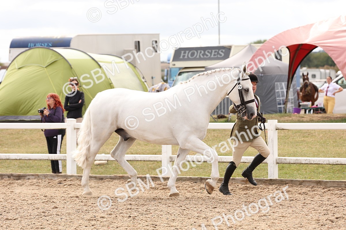 SBM_14644 - Class 208 - IH Veteran Horse