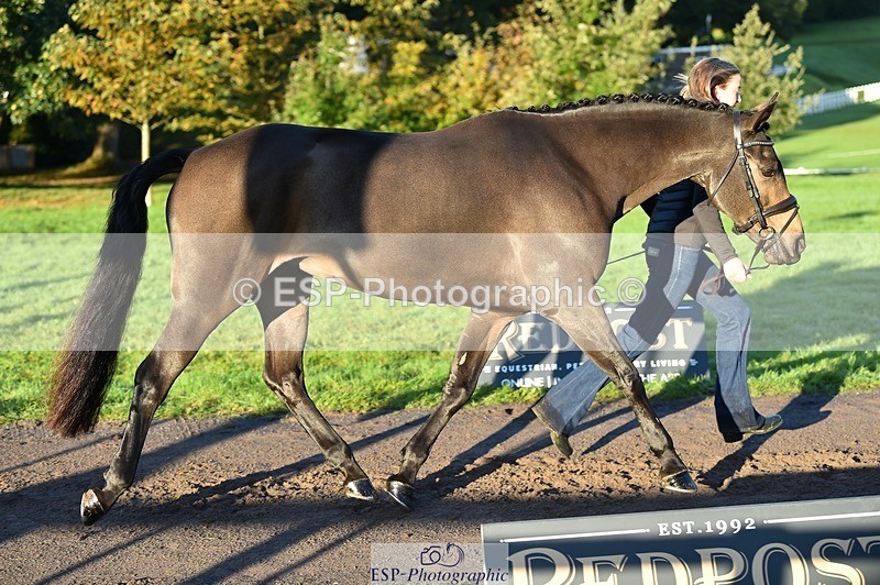 231022-090132-21514 - 629-DP.UK.DUN.SURPRISE-Isla.Kitson-TrotUp+SJ