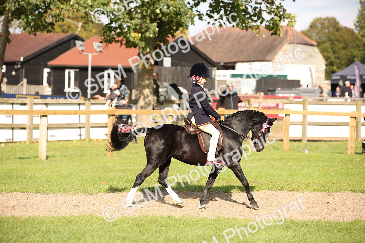 SBM_50129 - S26 - Young Veteran - Ridden