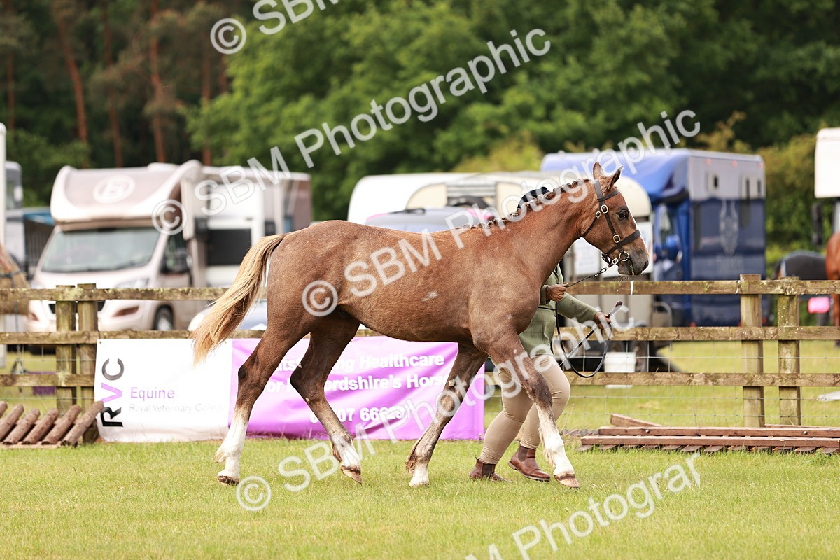 SBM_00667 - Class 26-30 Sport Horse In Hand