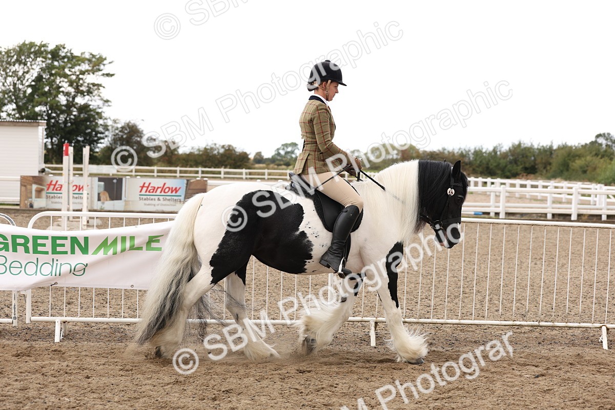 SBM_04180 - Class 54 - Riding Club Horse/Pony