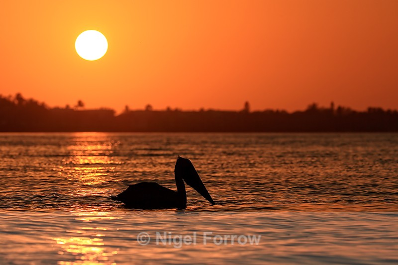 Brown Pelican silhouette on water at sunset, Sanibel Island, Florida - Brown Pelican
