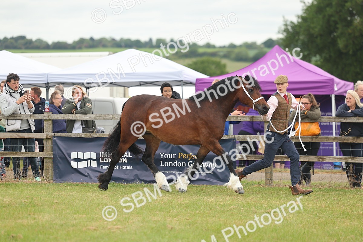 SBM_04809 - Class 50-57 - M&M Welsh Pony In Hand