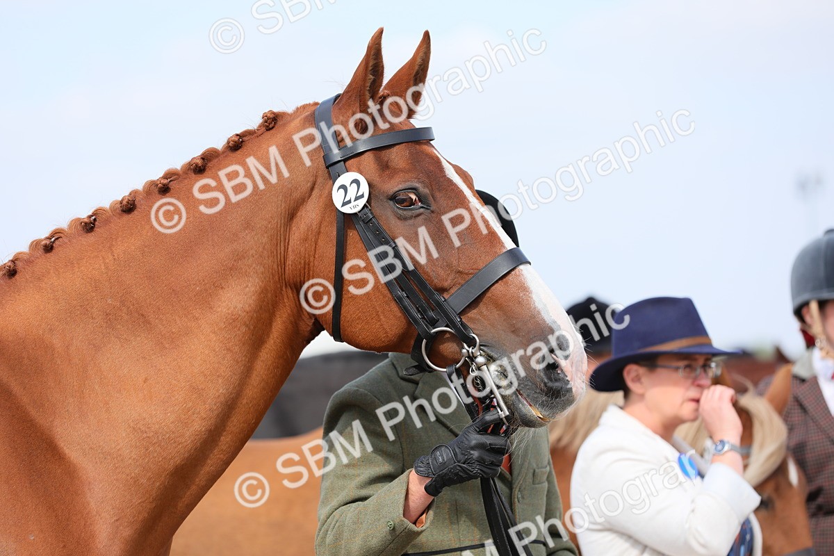 SBM_15798 - Class 312 IH Competition Horse/Pony