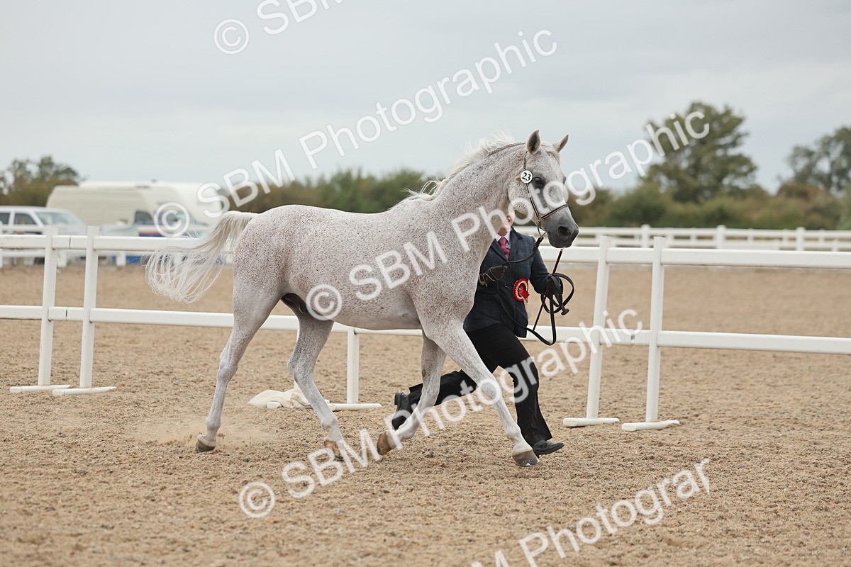 SBM_19465 - Class 317 - IH Pure Bred Horse-Pony