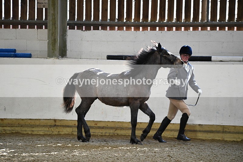 WJ5_3401 - Class 1 Youngstock