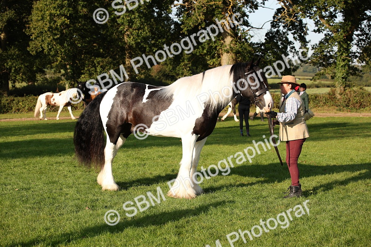 SBM_58705 - S51 - Piebald & Skewbald Horse In Hand