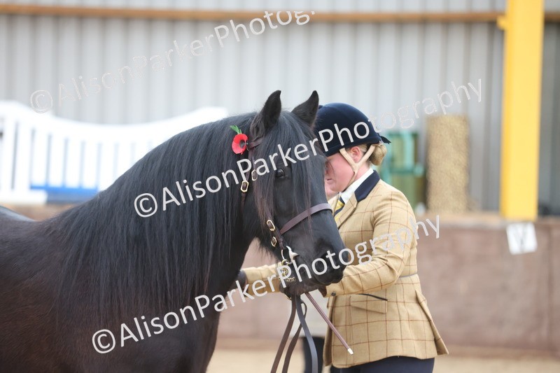 20251109-1086 - Class 29 - Geldings 4 Years and over