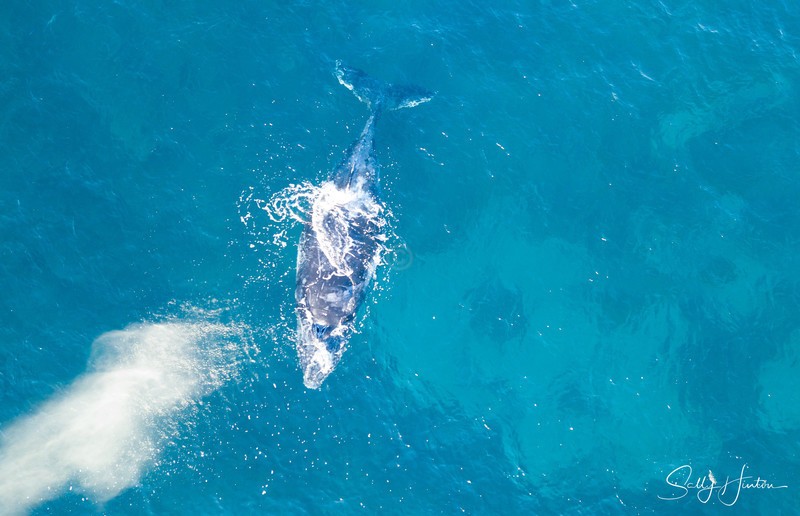 Humpback Sleeping