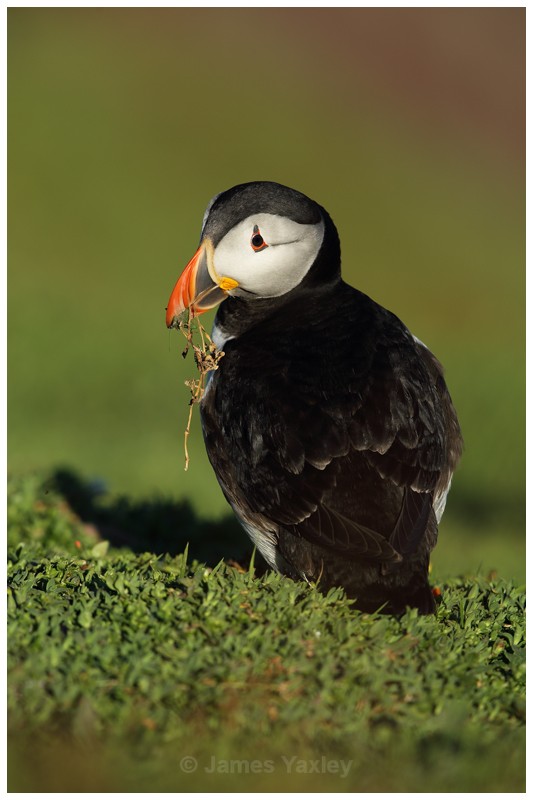 Puffin with Nesting Material - Puffins of Skokholm Island