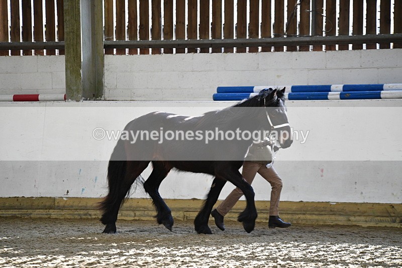 WJ5_3488 - Class 1 Youngstock