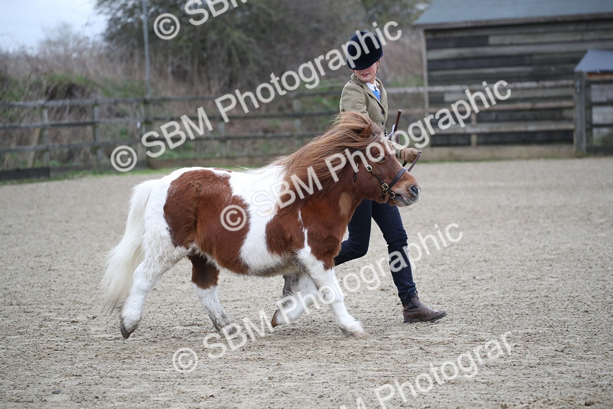 SBM_003954 - Class 1-4 - Young Stock classes Inc. In Hand Championship