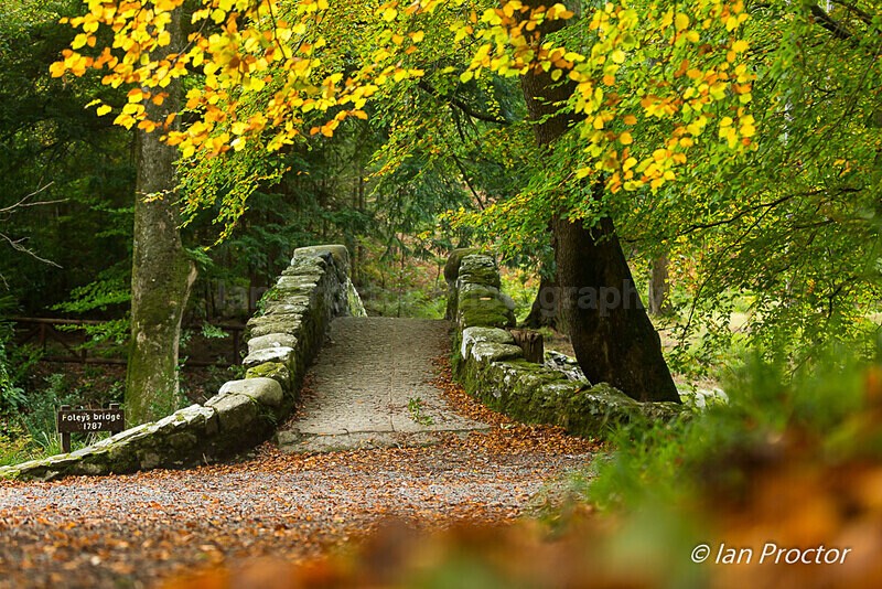 Tollymore Forest 2020 - Foley's Bridge North Side - Autumn