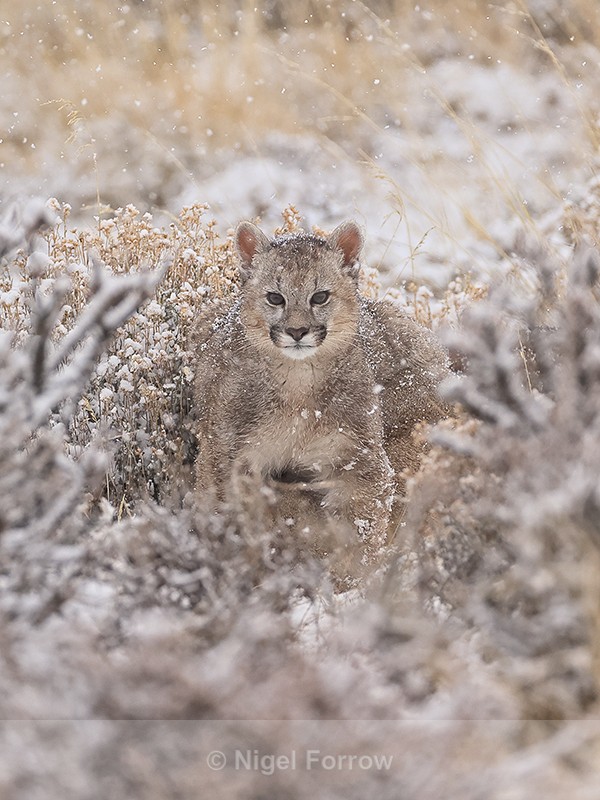 Puma cub in falling snow, Torres Del Paine, Chile - Puma