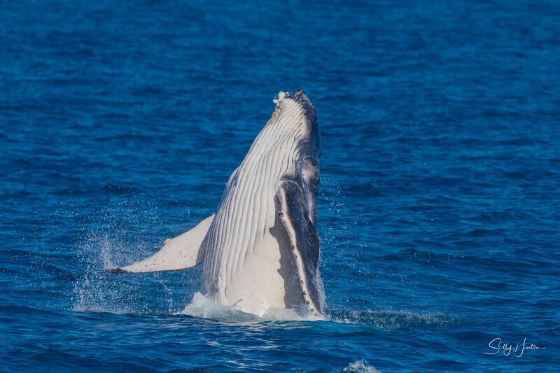 HB Calf Breach 16. 0A3A7095 - 2025 Hervey Bay Whales