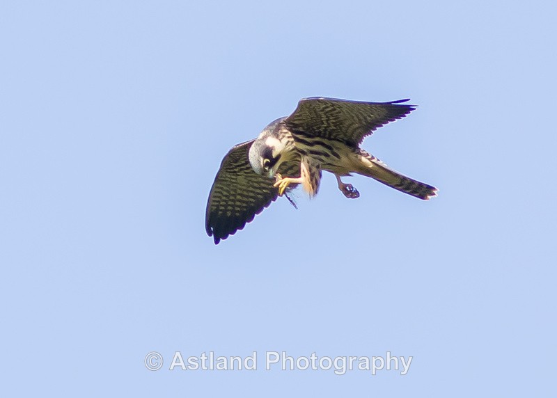 Astland Photography, Bird and Wildlife Images, Susan and Peter Wilson, U.K.