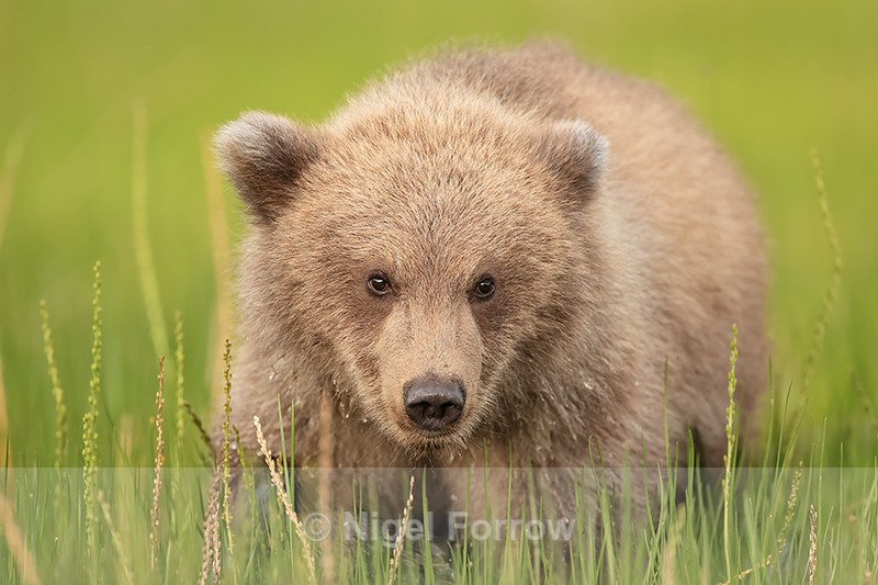 Grizzly Bear cub in marsh, Lake Clark NP, Alaska - Brown Bear