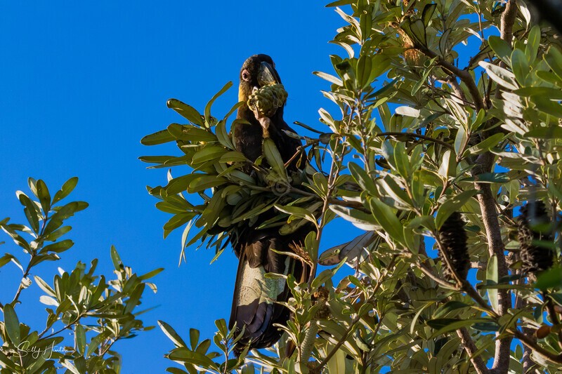 Yellow-tailed Black-cockatoo Male Eating 2 0A3A8551 - Black Cockatoos