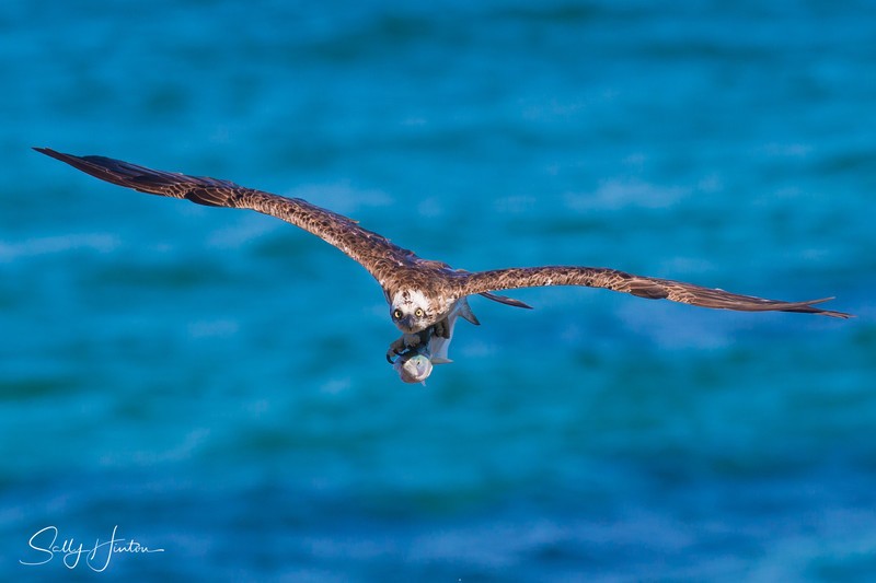Osprey with Greenback 5