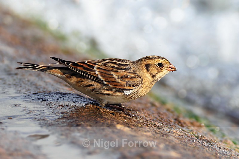 Lapland Bunting at the water's edge - Lapland Bunting