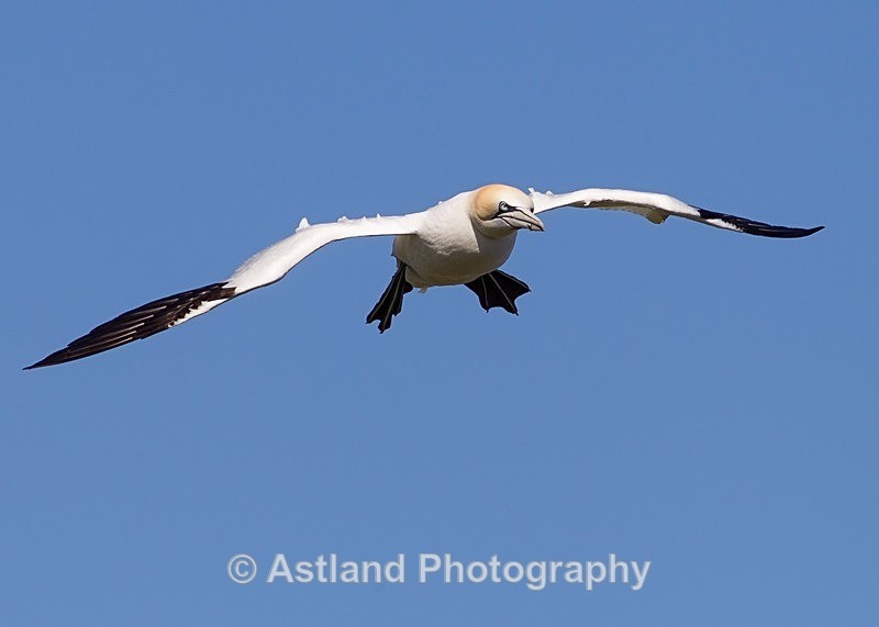Astland Photography, Bird and Wildlife Images, Susan and Peter Wilson, U.K.