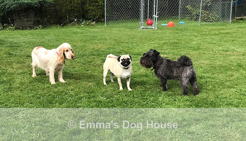  - Dogs
