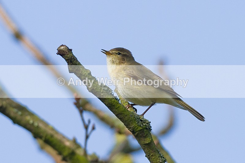 20120325-_MG_9987 - Chiffchaff