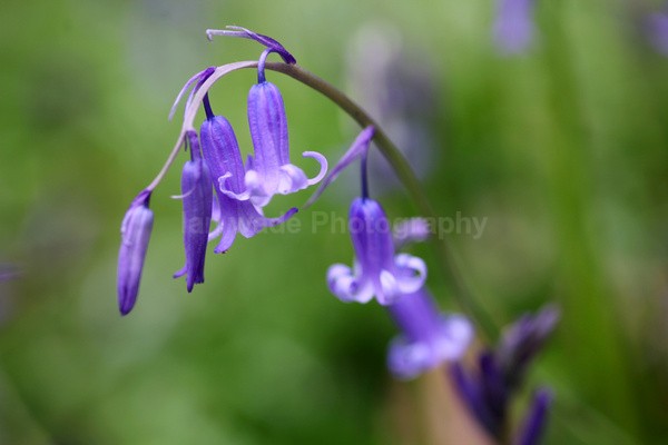 Bluebells   _ WOOD_003 - Woodland scenes & flowers