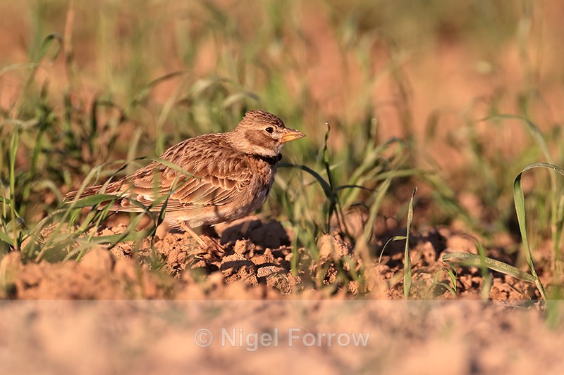 Calandra Lark foraging in field, Montgai, Spain - Calandra Lark