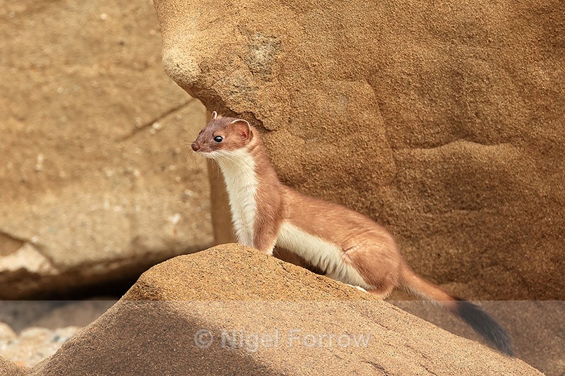 Stoat side view, Duck Island, Alaska - Stoat