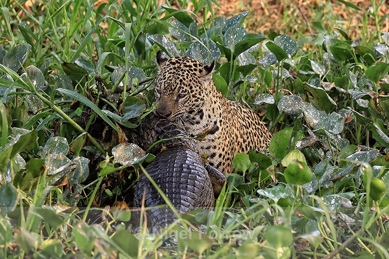 Jaguar hunting sequence (frame 6):  Holding Caiman by neck - Jaguar