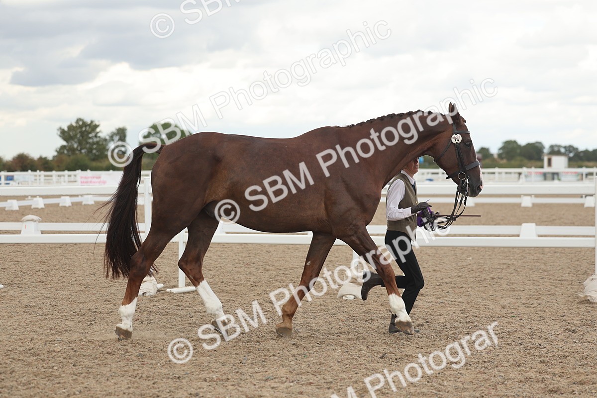 SBM_06947 - Class 25 - IH Foreign Breeds - Purebred
