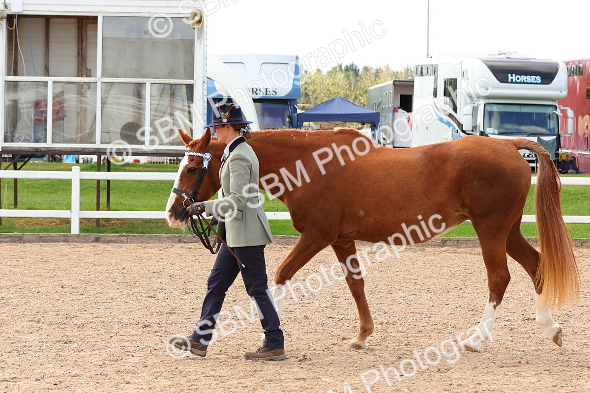 SBM_11752 - Class 208 - IH Veteran Horse