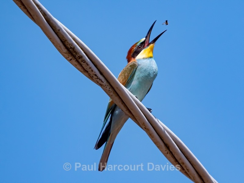 European bee eater (Merops apiaster) - Insects, Spiders and other Animals