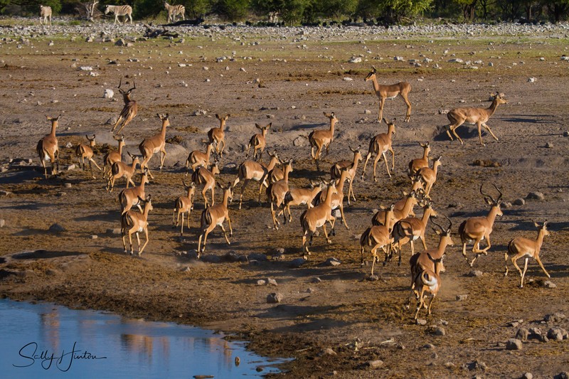 Impala Running