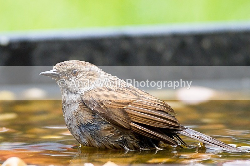 20120519-_MG_9843 - Dunnock (Hedge Sparrow)