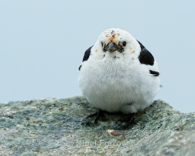 Male Snow Bunting close front view, Jokulsarlon, Iceland - Snow Bunting