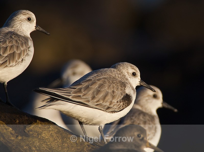 Sanderling - Sanderling