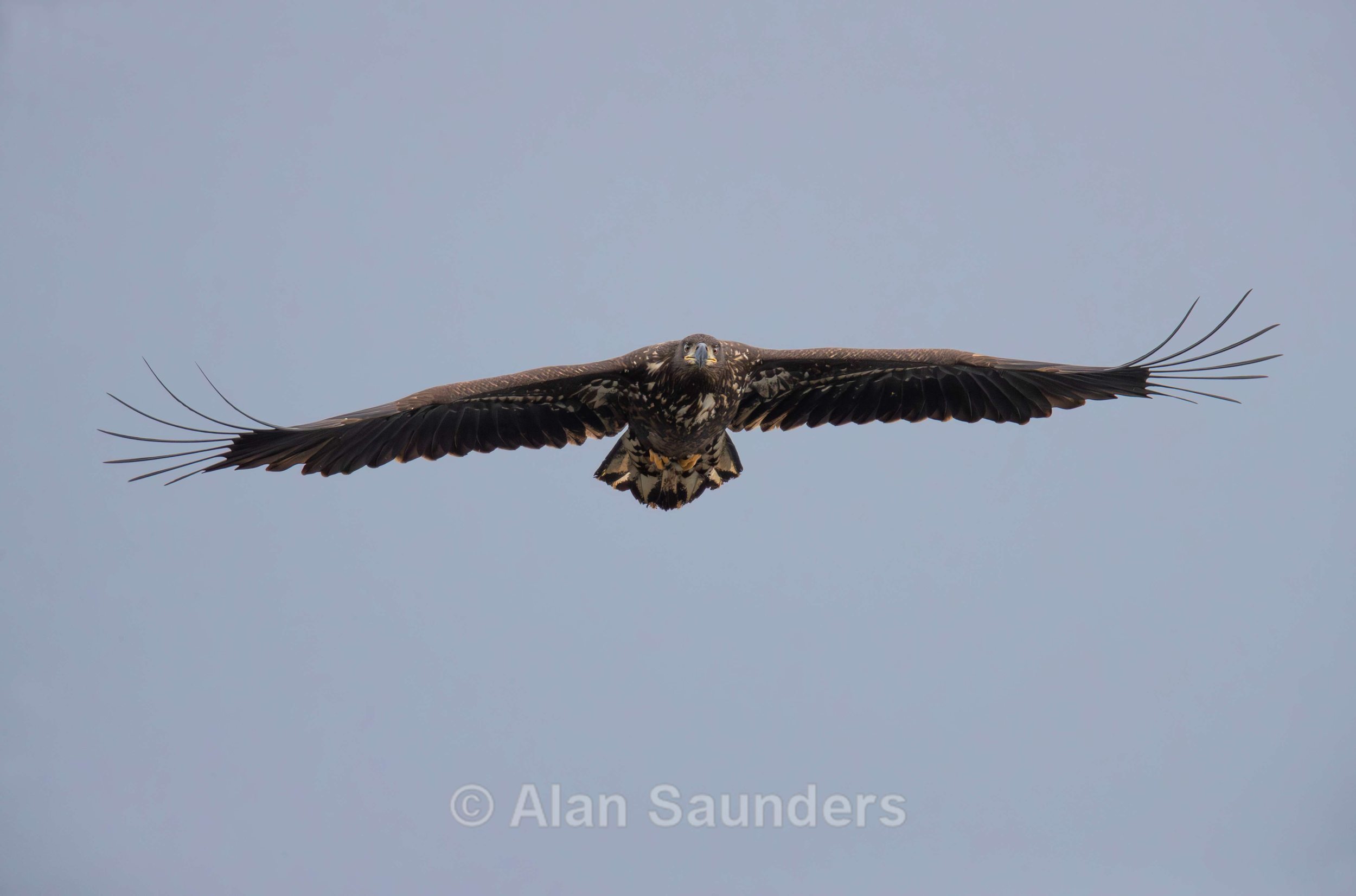 White Tailed Eagle 124