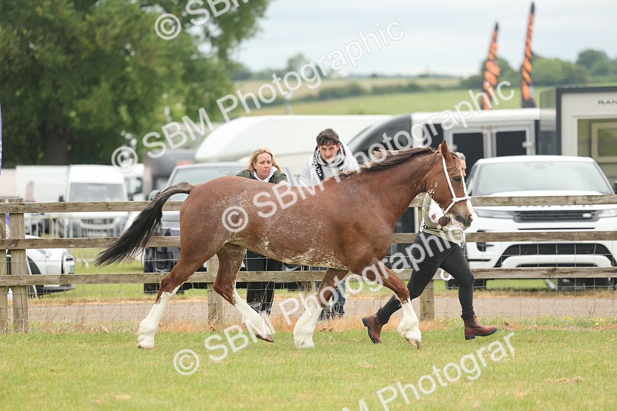 SBM_02380 - Class 50-57 - M&M Welsh Pony In Hand
