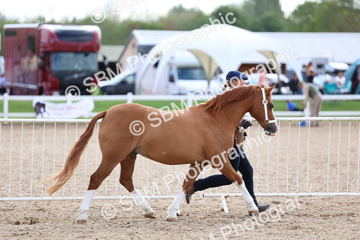 SBM_18722 - Class 317 - IH Pure Bred Horse-Pony