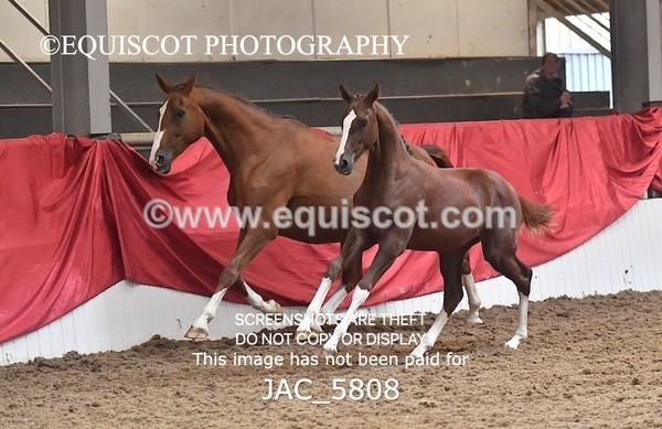 JAC_5808 - 11 Pandora of Westoak