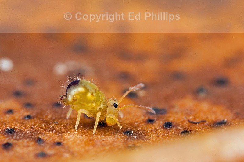 Dicyrtomina minuta