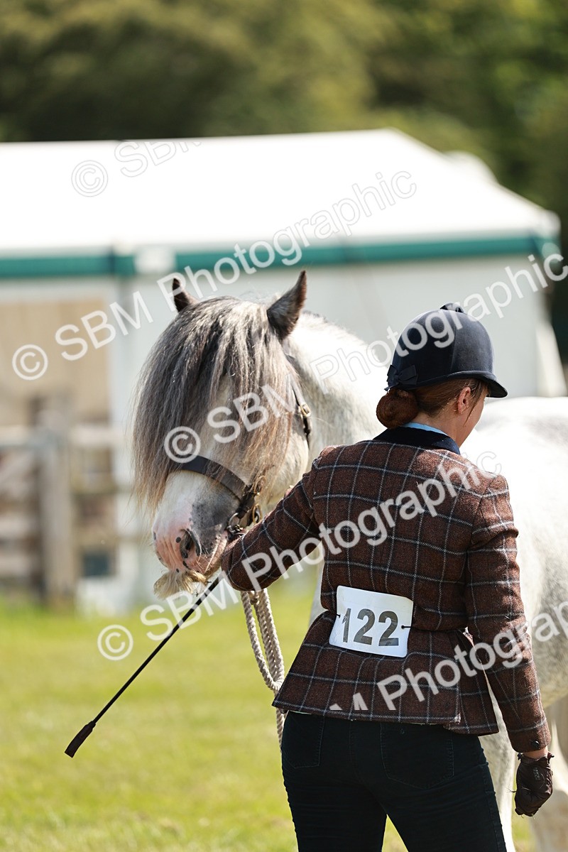 SBM_08666 - Class 63-65 - Traditional Gypsy Cobs In Hand & Ridden