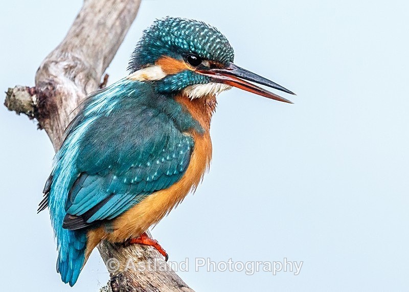 Astland Photography, Bird and Wildlife Images, Susan and Peter Wilson, U.K.