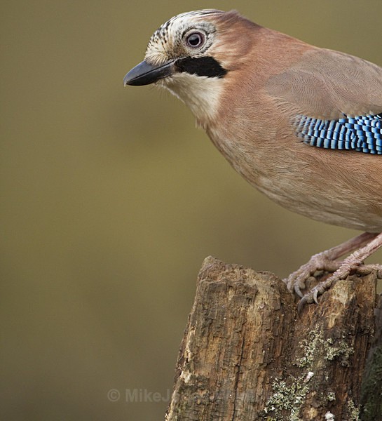 JAY 1 - THE JAY