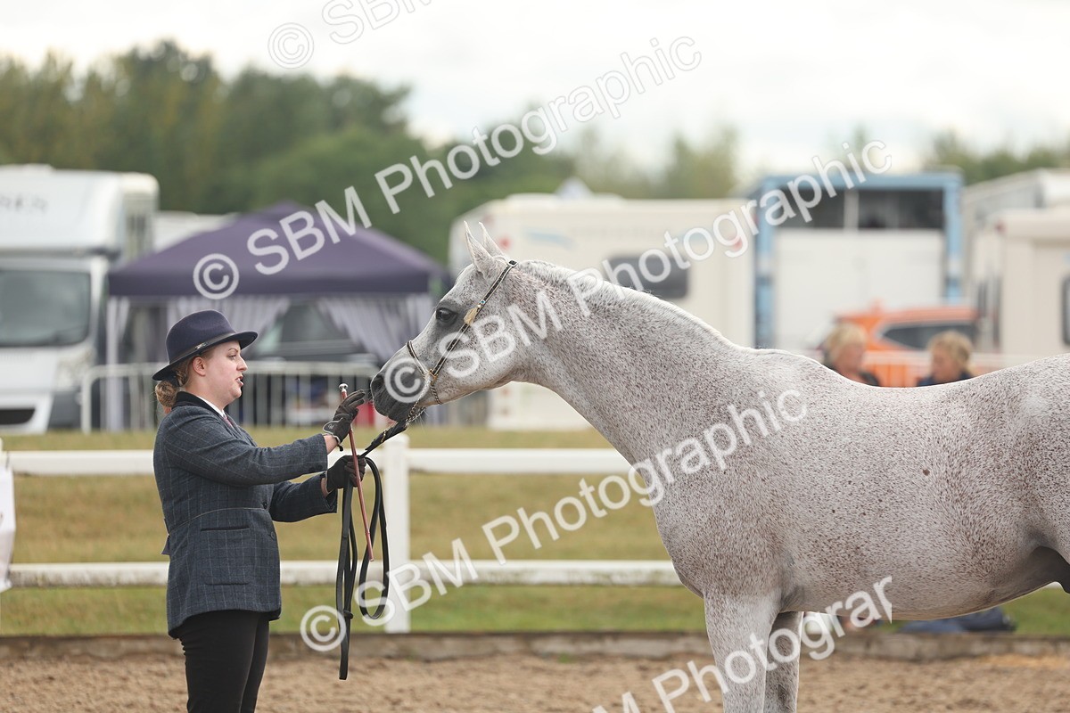 SBM_07913 - Class 28 - IH Veteran Horse